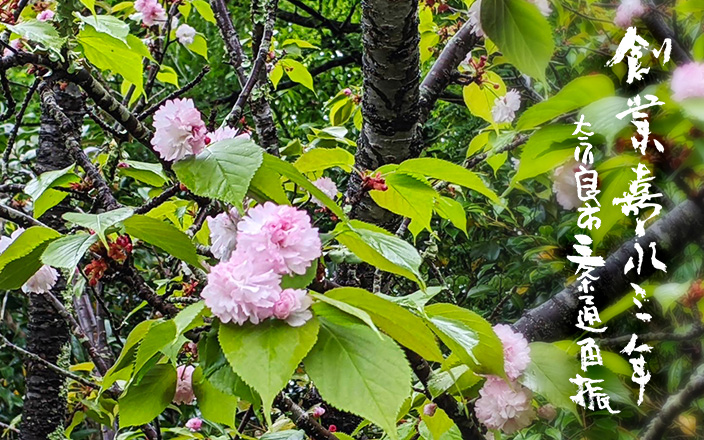 春　奈良の八重桜