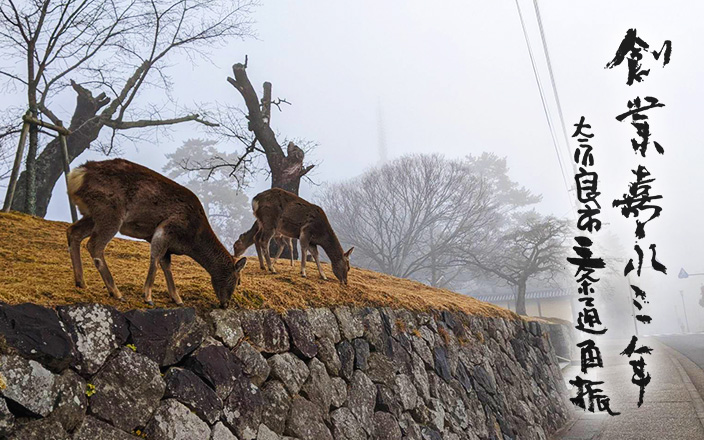 冬　興福寺　鹿